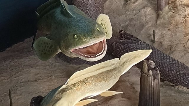 En Puertollano nadaban los Tiburones hace 300 millones de años