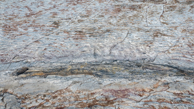 Que los mejores fósiles del Carbonífero de todo el mundo se han sacado en las minas de Puertollano