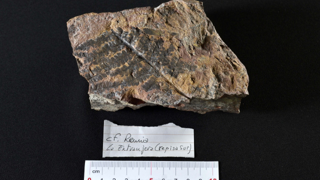 Yacimiento del Carbonífero