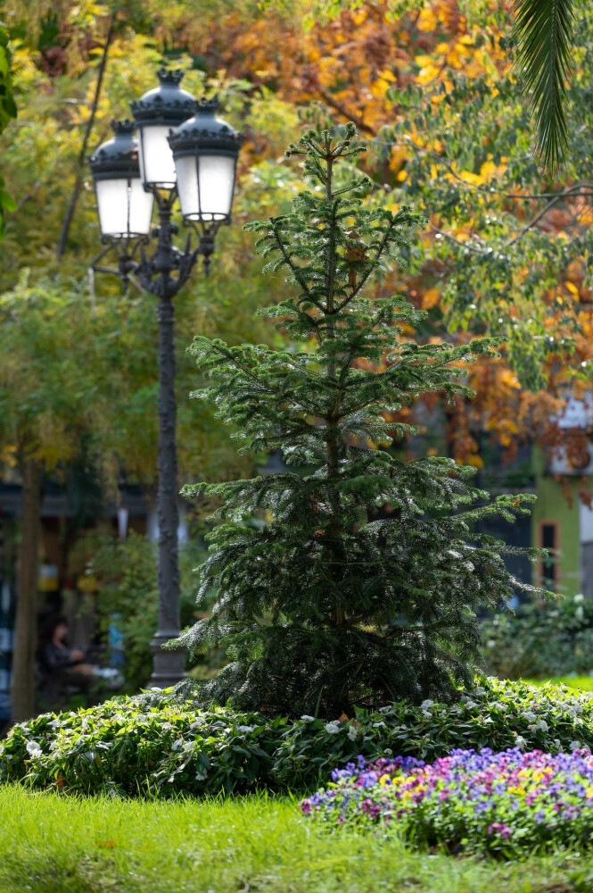 Botanische Route Paseo de San Gregorio