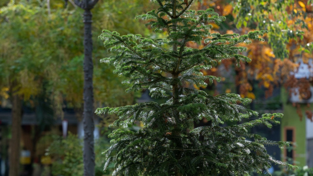 Ruta Botánica Paseo de San Gregorio